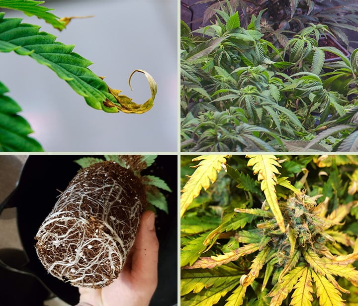 Signs of cannabis overfertilization