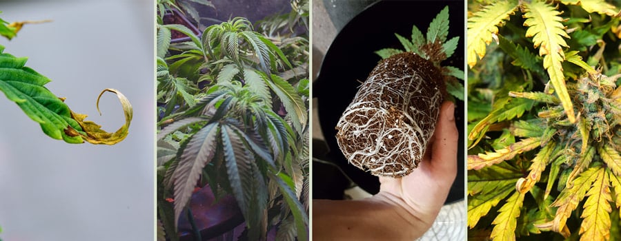 Signs of cannabis overfertilization