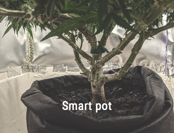https://www.royalqueenseeds.com/img/cms/smart-pots-cannabis_2.jpg
