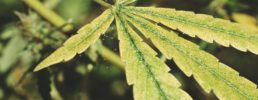 A sick cannabis plant infested with spider mites, showing yellow leaves and visible eggs under the leaves. The image illustrates the damage caused by these pests and the need for effective pest management.