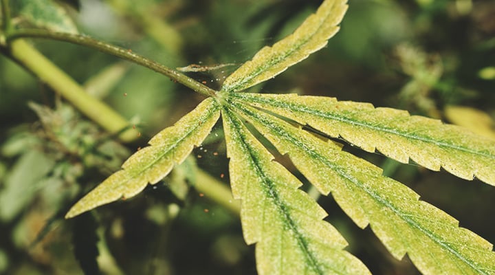 A sick cannabis plant infested with spider mites, showing yellow leaves and visible eggs under the leaves. The image illustrates the damage caused by these pests and the need for effective pest management.