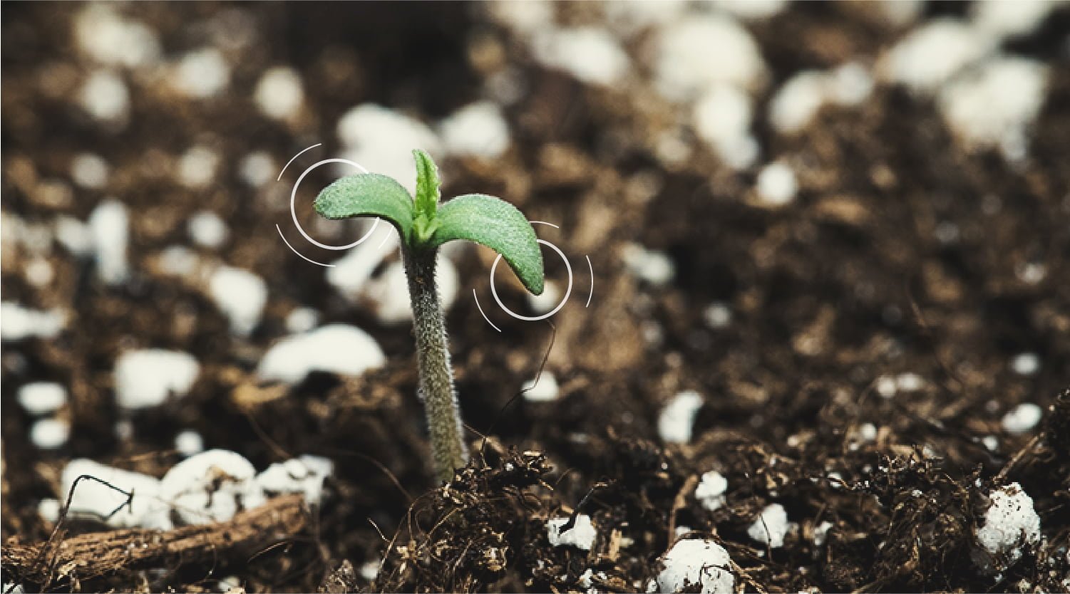 How to Professionally Germinate Cannabis Seeds: Award-Winning Seed