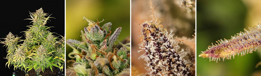 Close-up shots of dense, resinous buds on a mature Sweet ZZ Auto cannabis plant, covered in white pistils, showcasing the final result of this popular strain.