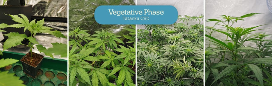 Collage of four images showing the vegetative phase of Tatanka CBD plants: a small seedling, a larger plant with leaves, a group in a grow tent, and a close-up with forming buds.