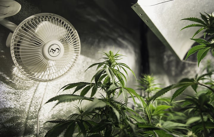 Indoor plants in a climate-controlled grow room with a fan for optimal airflow and healthy growth.