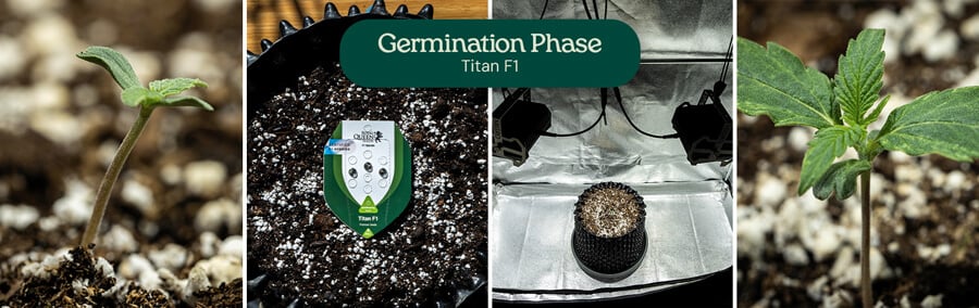 Collage of four images showing Titan F1 cannabis strain germination from seed to seedling, highlighting stages of growth in soil with watering.