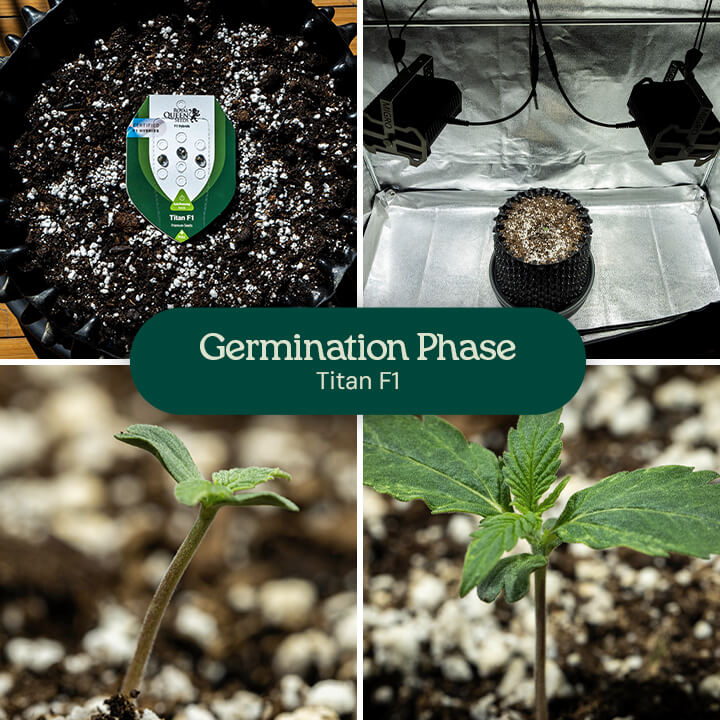 Collage of four images showing Titan F1 cannabis strain germination from seed to seedling, highlighting stages of growth in soil with watering.