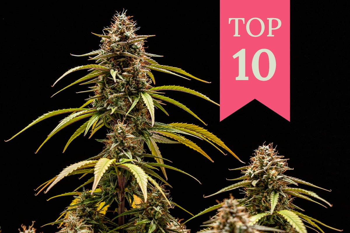 A close-up photo of a cannabis plant with a pink ribbon that says "TOP 10" on it.