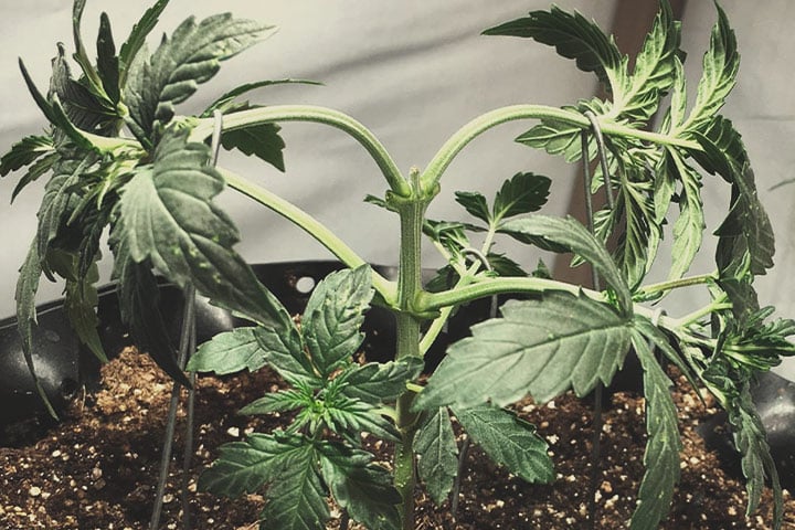 To get maximum yield from a marijuana plant, what size pot should