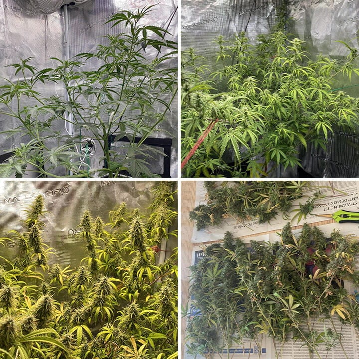 A Trainwreck cannabis plant at various growth stages, including seedlings, young plants, flowering plants with buds, and mature plants with dense buds. Known for its citrus flavor and uplifting effects.