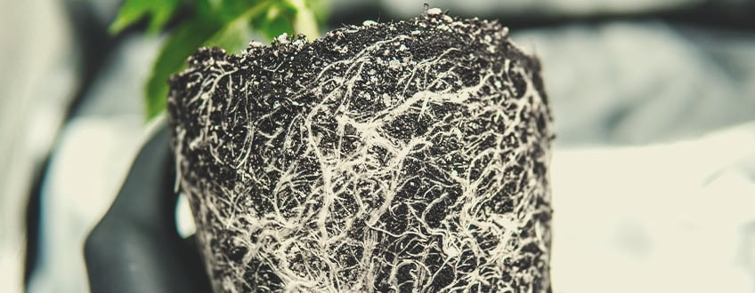 A sick cannabis plant exhibiting yellow, stunted growth and distorted young foliage, highlighting the importance of analyzing your growing medium for contaminants like aminopyralid (AP) in compost. This image emphasizes the need for careful sourcing and testing of compost to ensure healthy plant growth.