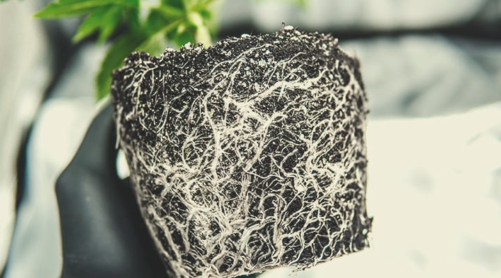 A sick cannabis plant exhibiting yellow, stunted growth and distorted young foliage, highlighting the importance of analyzing your growing medium for contaminants like aminopyralid (AP) in compost. This image emphasizes the need for careful sourcing and testing of compost to ensure healthy plant growth.