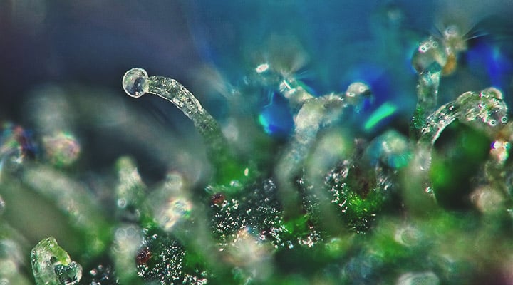 Trichomes