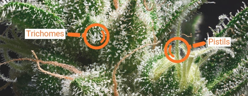 example of pistils and trichomes indicating when buds are ready for harvest