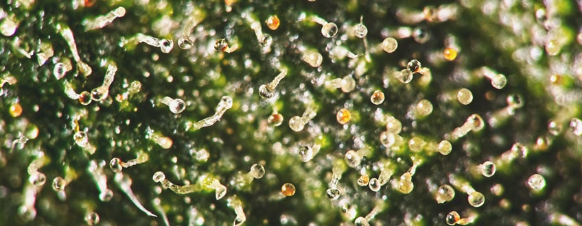 example overripe trichomes: when more than 15% of trichomes are amber, it means buds are becoming overripe