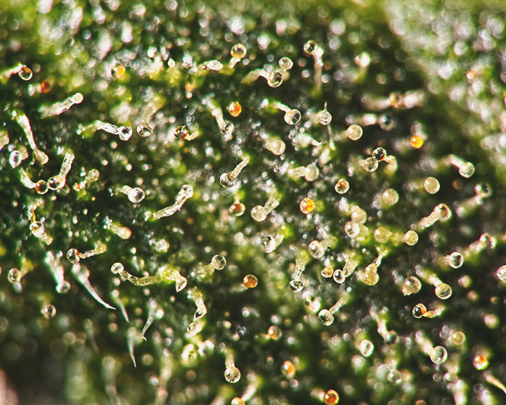 All About Ripening Cannabis Buds - RQS Blog