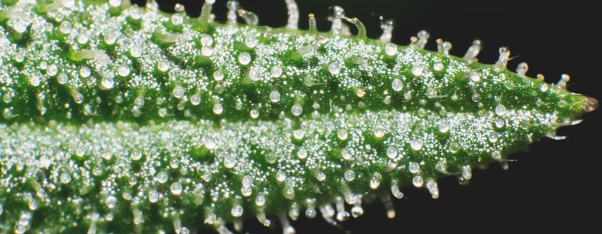 Cannabis buds showing under-ripe trichomes that appear clear, indicating that more than 15% of the trichomes are not yet mature