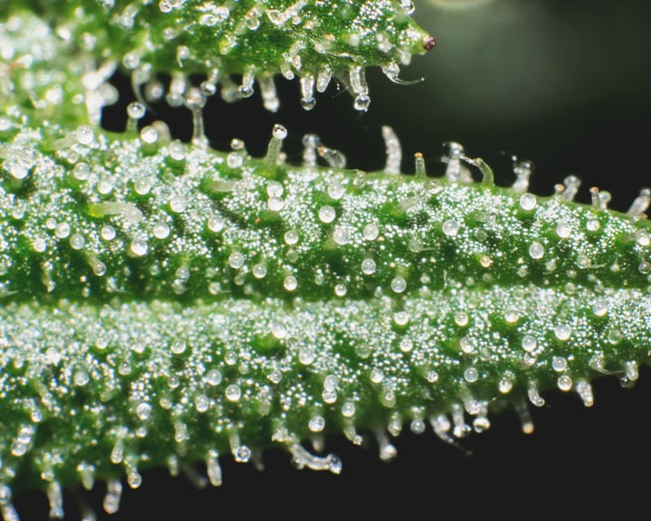 Cannabis buds showing under-ripe trichomes that appear clear, indicating that more than 15% of the trichomes are not yet mature