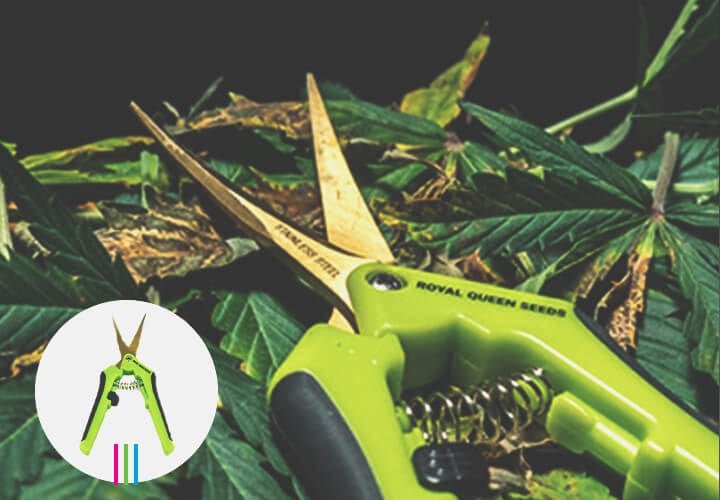 How Should You Clean Bud Trimming Scissors?, LTD Trimming, by james mary