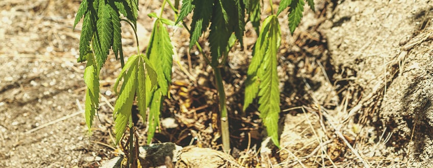 A sick cannabis plant showing symptoms of underwatering, with extremely dry soil, wilting leaves, and crispy, dry leaves. This image illustrates how to revive an underwatered plant by highlighting the need for more water and better pot sizing to prevent future issues.