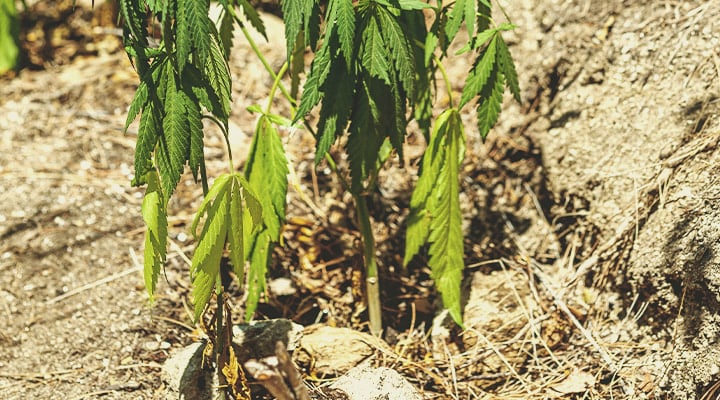 A sick cannabis plant showing symptoms of underwatering, with extremely dry soil, wilting leaves, and crispy, dry leaves. This image illustrates how to revive an underwatered plant by highlighting the need for more water and better pot sizing to prevent future issues.