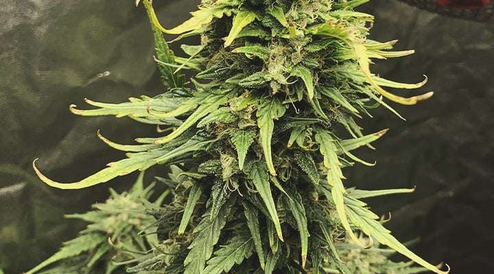 Use Compost Tea To Nourish Your Cannabis Plants - RQS Blog