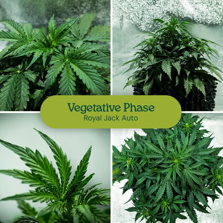 Cannabis plant growth during the vegetative phase: Young plants with healthy leaves and stems grow from small seedlings into larger, bushy plants.