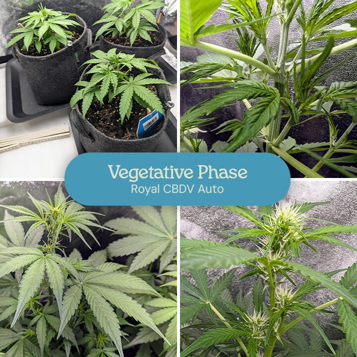 A collage showing the growth stages of a Royal CBDV Auto cannabis plant during the vegetative phase, from small seedlings to larger plants with developed branches and leaves.