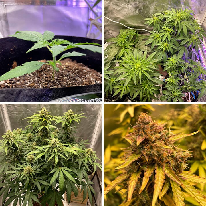 Cannabis plant growth stages: A photo showing a plant from seedling to mature bud