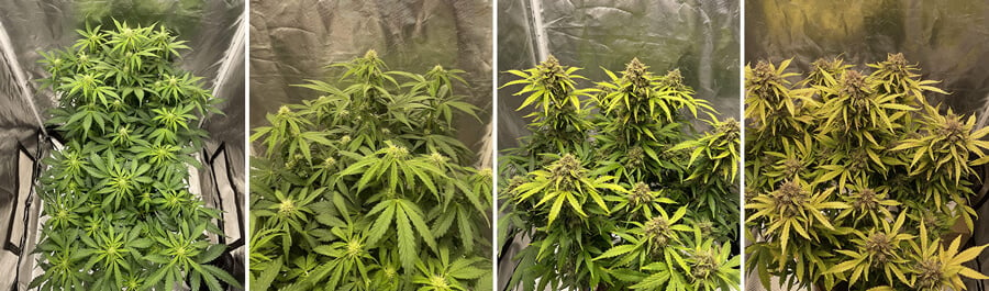 A vibrant Wedding Cake cannabis plant thrives indoors under artificial lights. In the flowering stage, it boasts dense, resinous buds and rich green hues, showcasing its renowned quality and appeal.