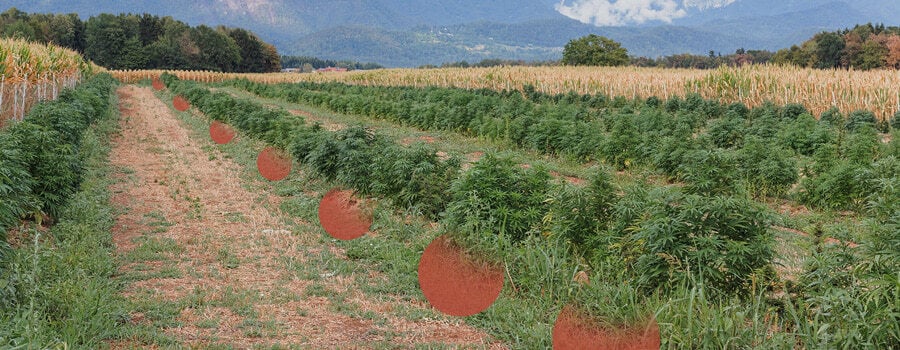 Rows of cannabis plants growing in an open field, with patches of bare soil visible between them. Hills and trees can be seen in the background.