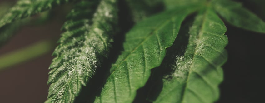 Sick cannabis plant showing white powdery patches on leaves, a sign of powdery mildew, a fungal disease affecting plant growth and tissue.