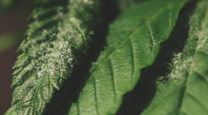 Sick cannabis plant showing white powdery patches on leaves, a sign of powdery mildew, a fungal disease affecting plant growth and tissue.