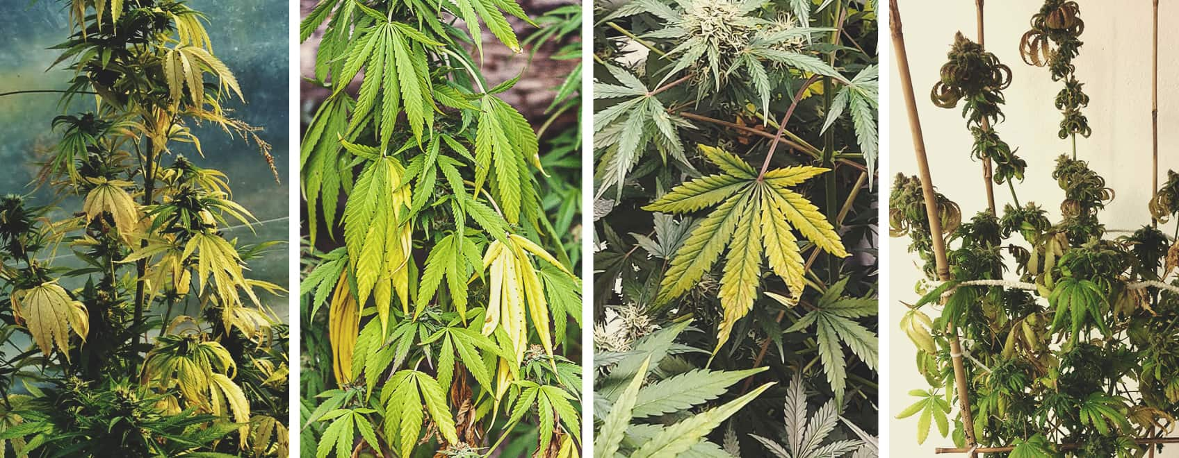 Sick cannabis plant with yellow leaves, showing signs of overwatering, underwatering, nitrogen deficiency, or nutrient burn, which can lead to yellowing foliage and reduced plant health.