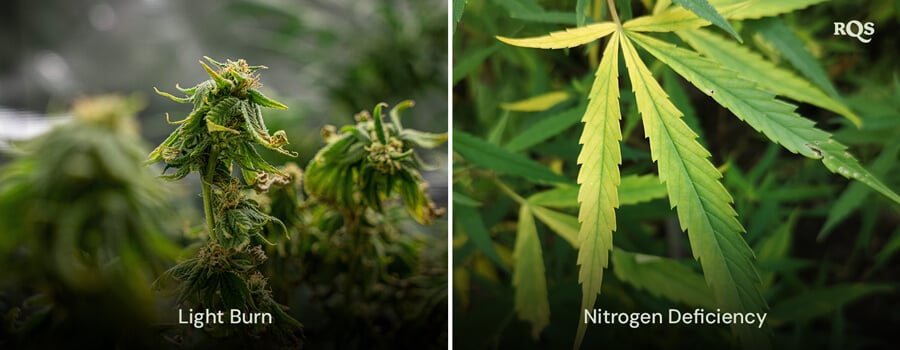 A collage of two cannabis plants showing 