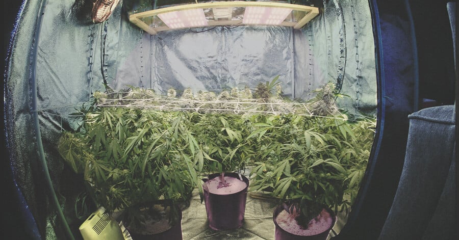 A Complete List of Indoor Growing Equipment for 2024