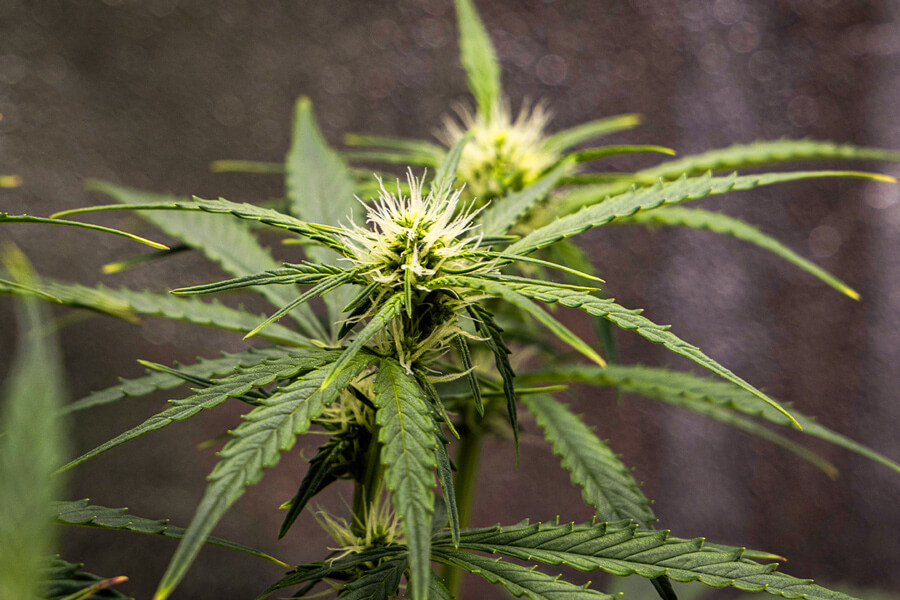 When To Switch Your Cannabis Grow From Vegetative To Flowering Rqs Blog