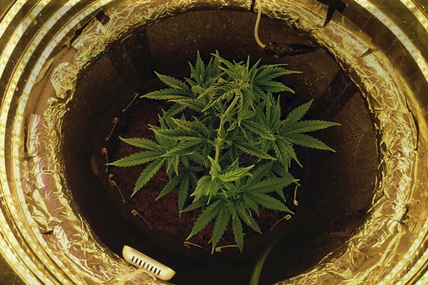 Beginners Guide to Growing Marijuana