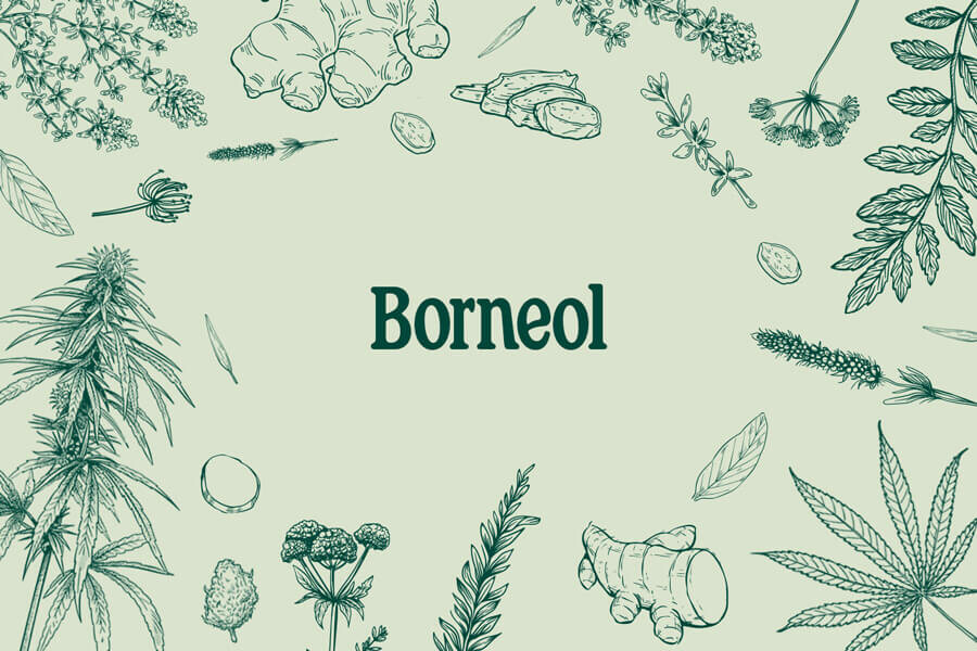 Borneol Terpene: Hated By Insects, Loved By Humans