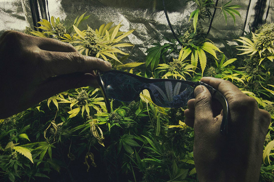 The Importance Of Protecting Your Eyes In A Cannabis Grow Room - RQS Blog