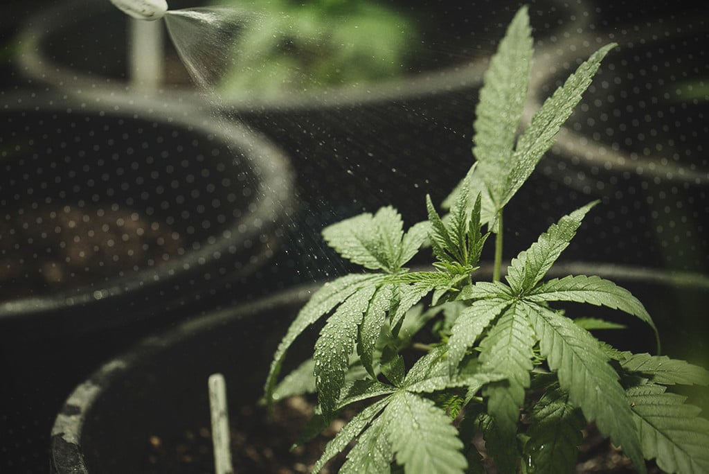 How To Water Cannabis Plants: A Comprehensive Guide - RQS Blog
