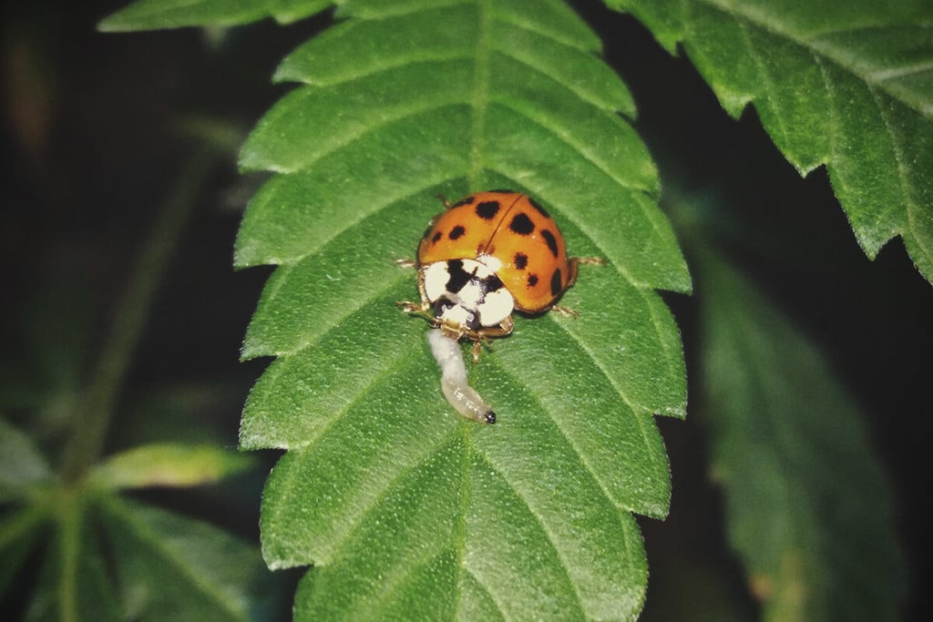 How To Use Insects To Protect Your Cannabis Plants - RQS Blog