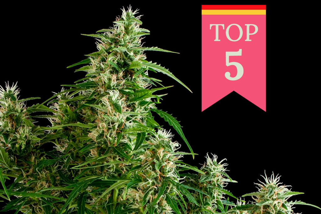 Top 5 Popular Weed Strains in Germany - RQS Blog