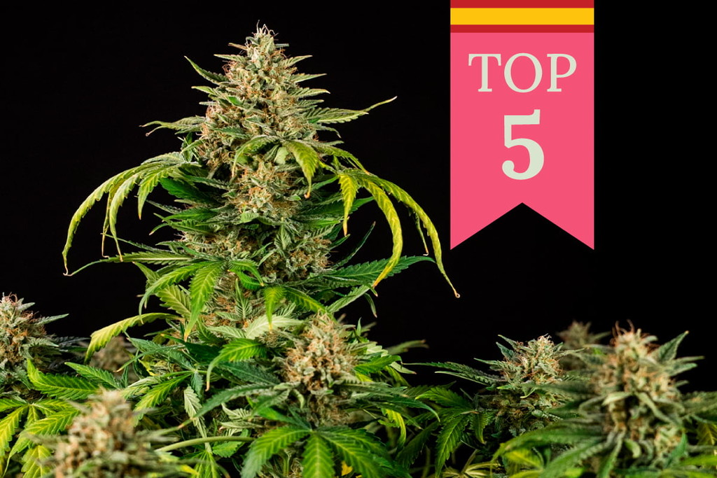 Top 5 Popular Cannabis Strains In Spain - Rqs Blog