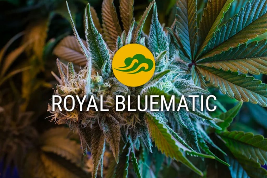 Royal Bluematic Autoflowering Cannabis Seeds - RQS Blog