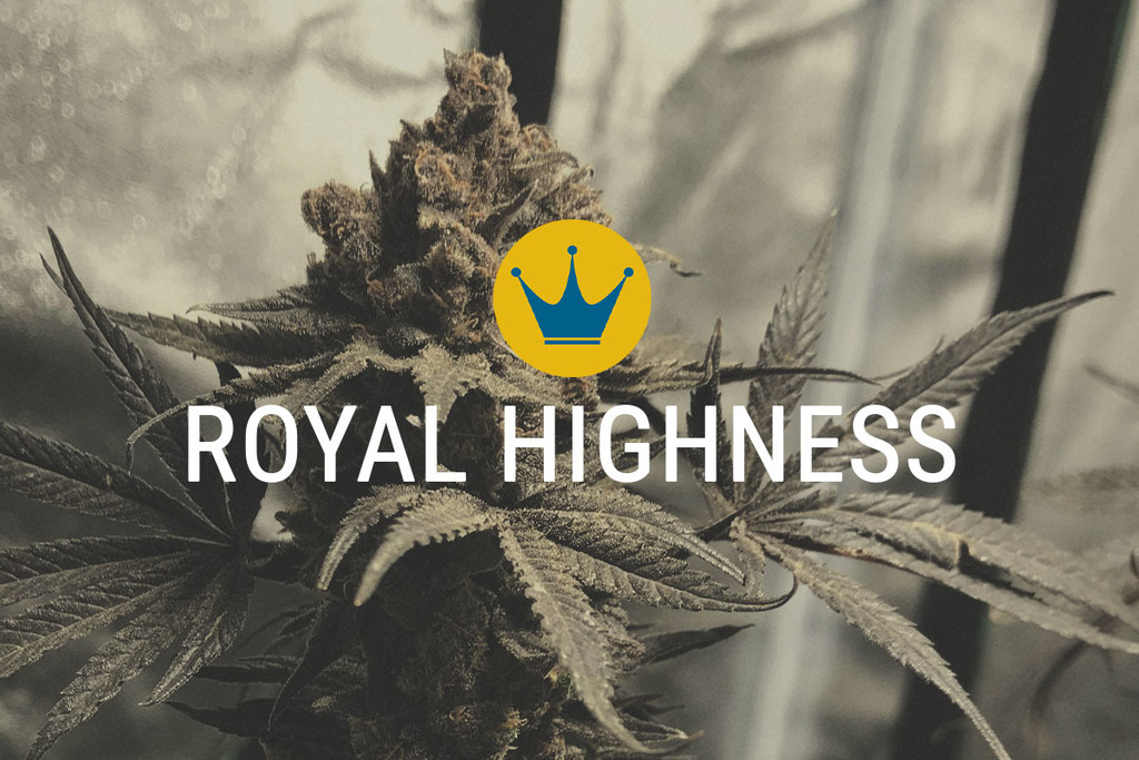 Royal Highness: CBD and THC in Harmony - RQS Blog