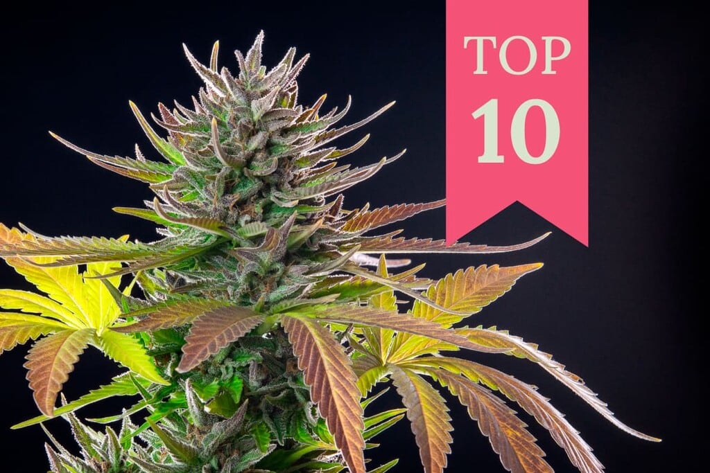 Würdig Benachrichtigung Schale top 10 strains Markiert Weihnachten wählen