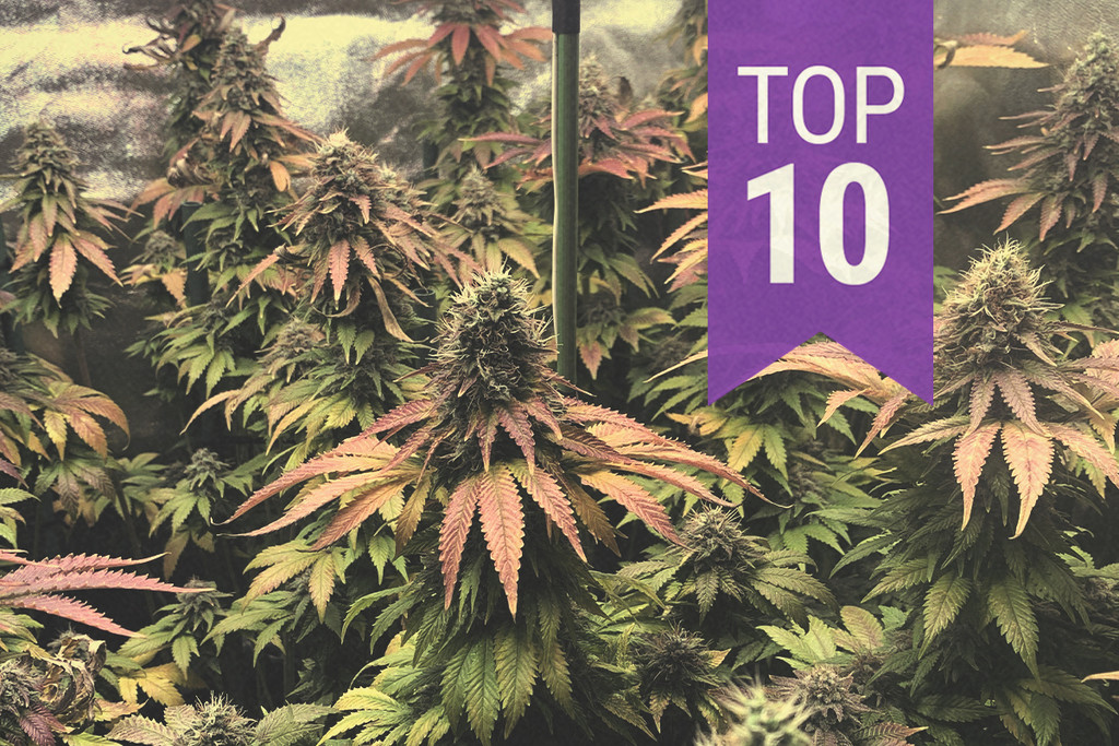 Top 10 Exotic Weed Strains RQS Blog