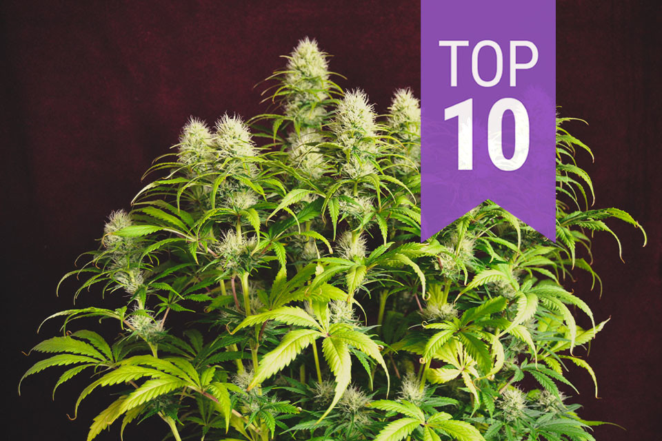 Top 10 Hybrid Strains RQS Blog