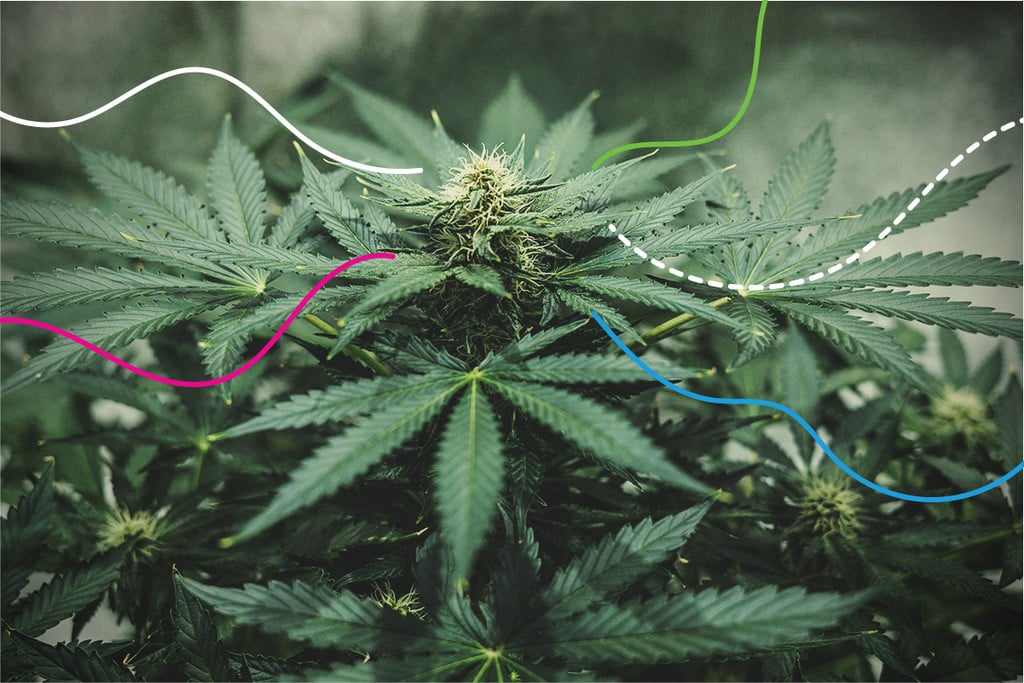 RQS Nutrients: The Best Fertilisers for Cannabis